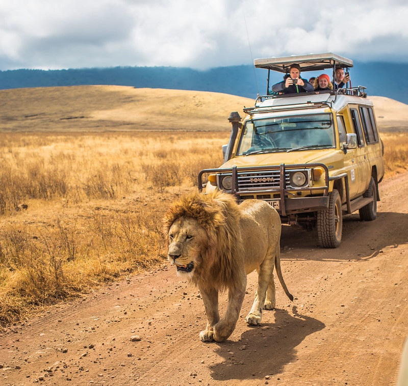 Safari Tanzania